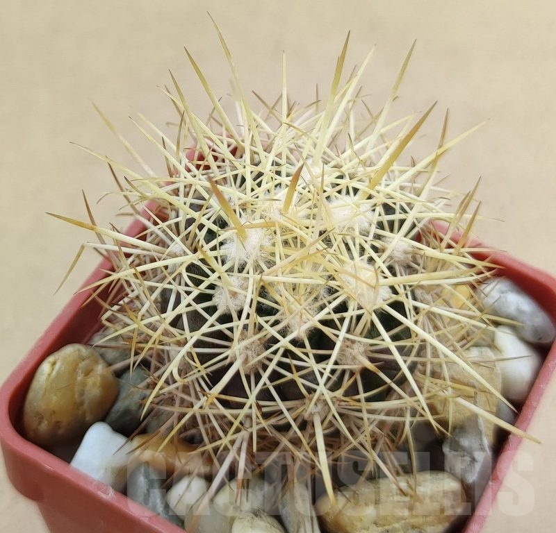 SH19019 Discocactus zehntneri MH 835a, own roots