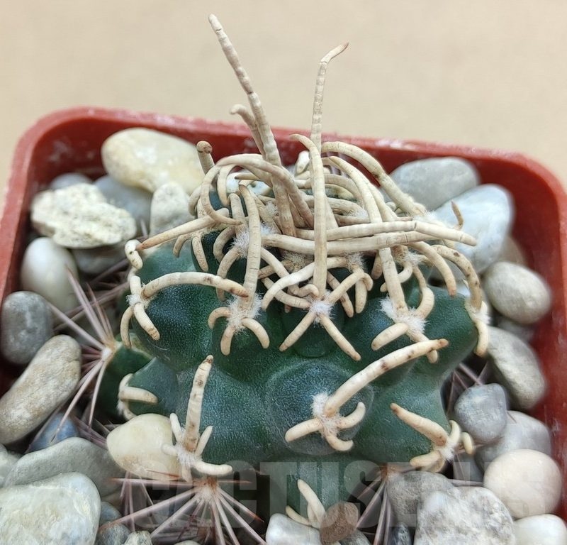SH19021 Pediocactus peeblesianus f. menzelii PJR 542, grafted