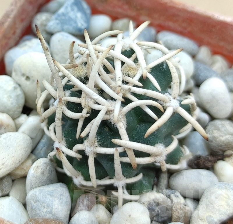 SH19023 Pediocactus peeblesianus f. menzelii PJR 504, grafted