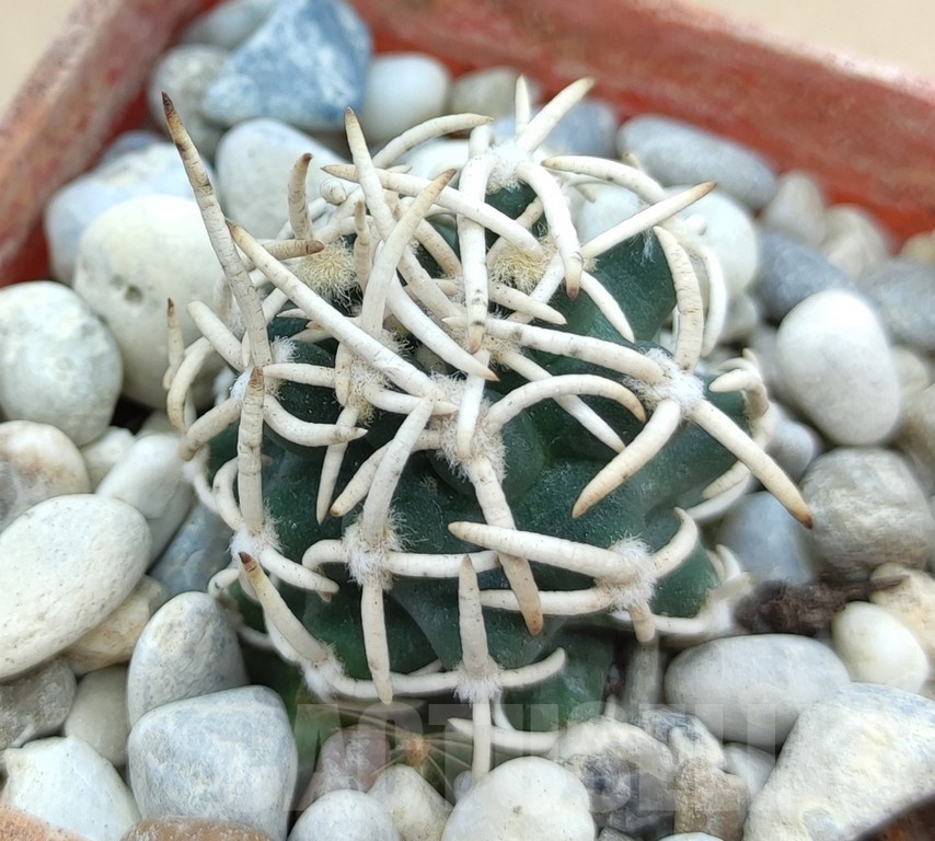 SH19023 Pediocactus peeblesianus f. menzelii PJR 504, grafted