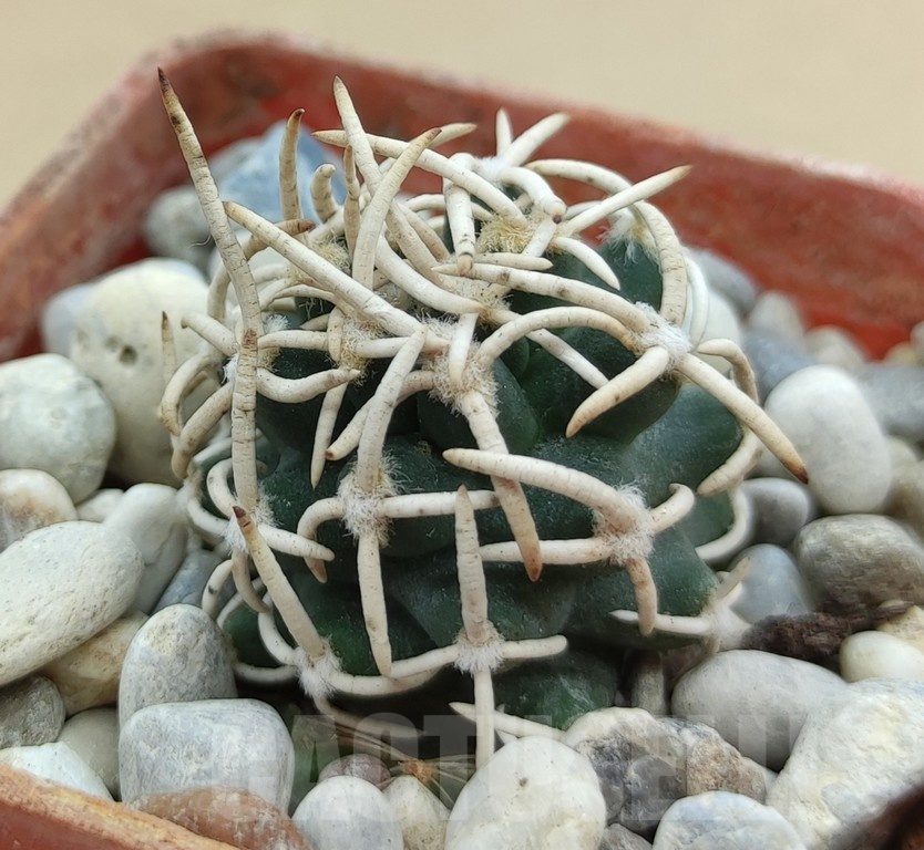 SH19023 Pediocactus peeblesianus f. menzelii PJR 504, grafted - Image 2