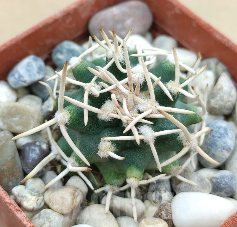 SH19024 Pediocactus peeblesianus f. menzelii PJR 504, grafted