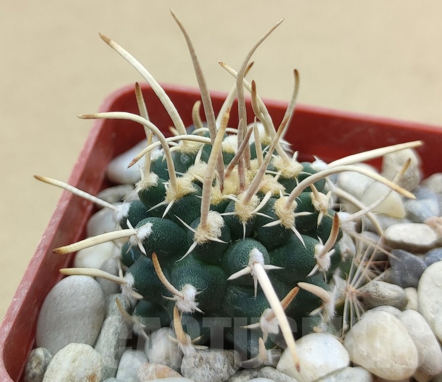 SH19025 Pediocactus peeblesianus v. fickeisenii PJR 458, grafted