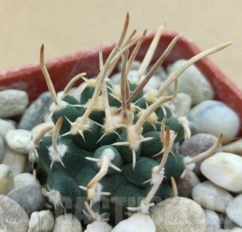 SH19026 Pediocactus peeblesianus v. fickeisenii PJR 458, grafted