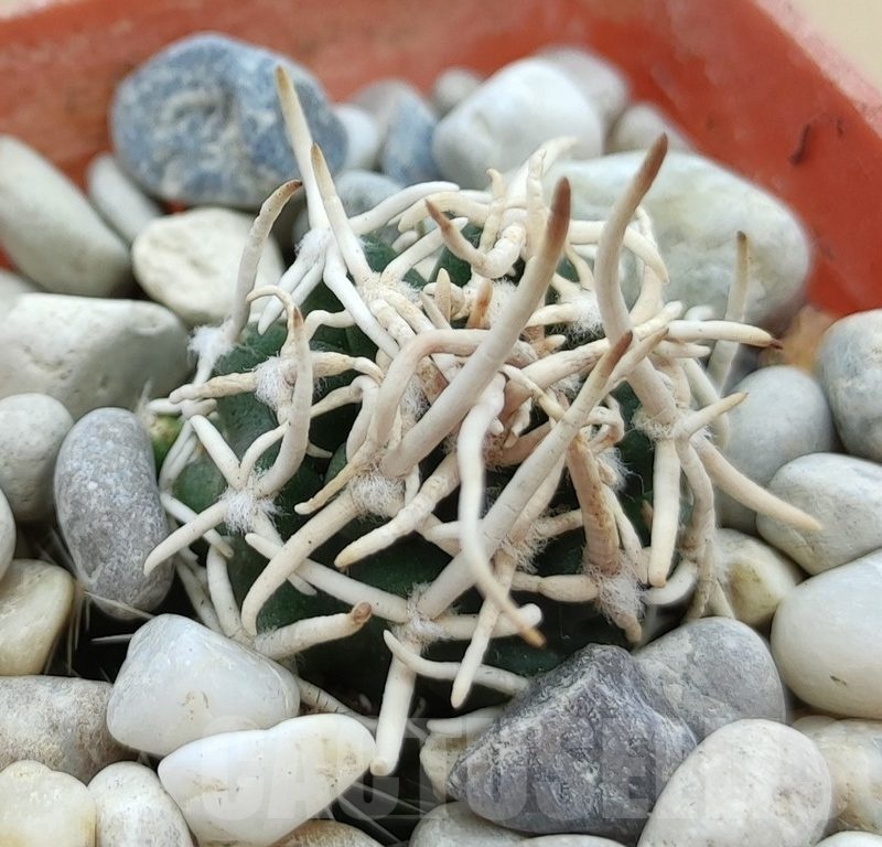 SH19027 Pediocactus peeblesianus f. menzelii PJR 543, grafted