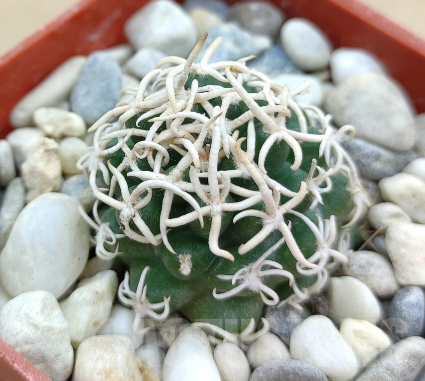 SH19029 Pediocactus peeblesianus f. menzelii PJR 543, grafted