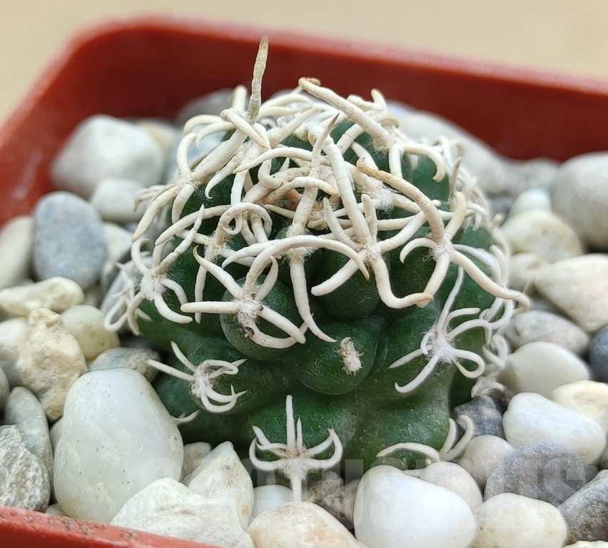 SH19029 Pediocactus peeblesianus f. menzelii PJR 543, grafted - immagine 2