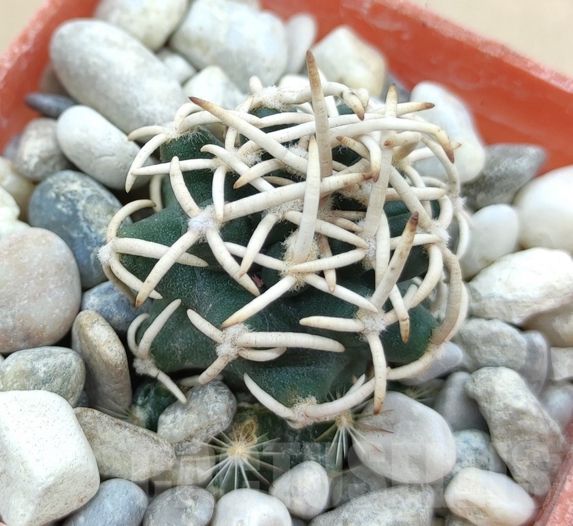 SH19030 Pediocactus peeblesianus f. menzelii PJR 504, grafted – Image 3