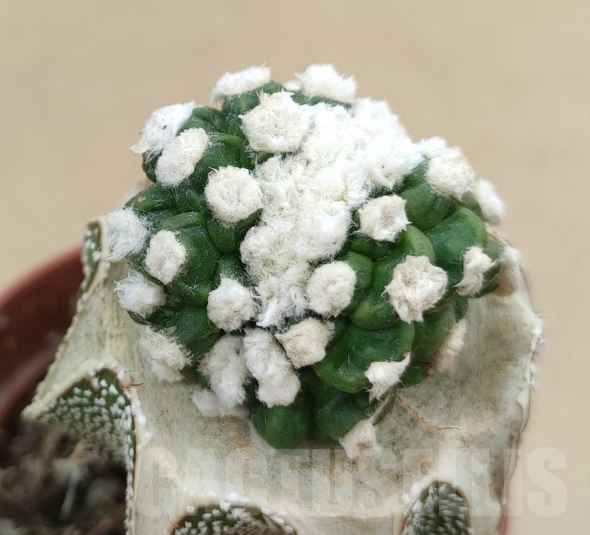 SH19031 Obregonia denegrii f. monstrosa, grafted