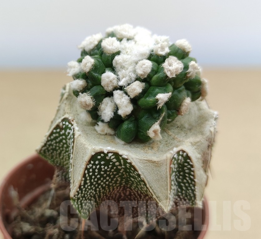 SH19031 Obregonia denegrii f. monstrosa, grafted - immagine 2