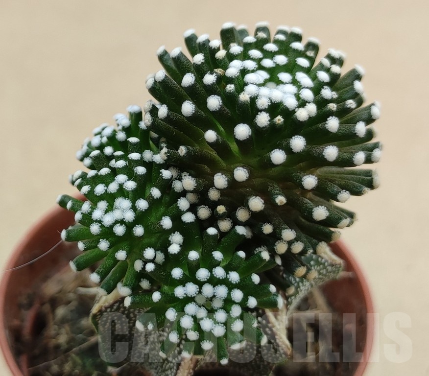 SH19033 Mammillaria luethyi, grafted - Image 2