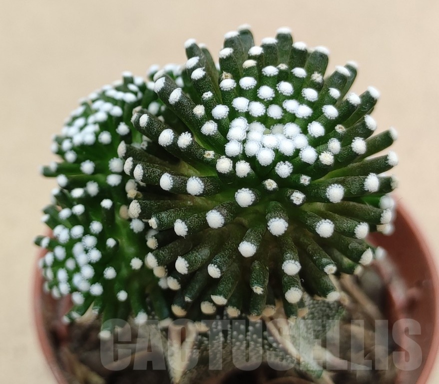 SH19033 Mammillaria luethyi, grafted