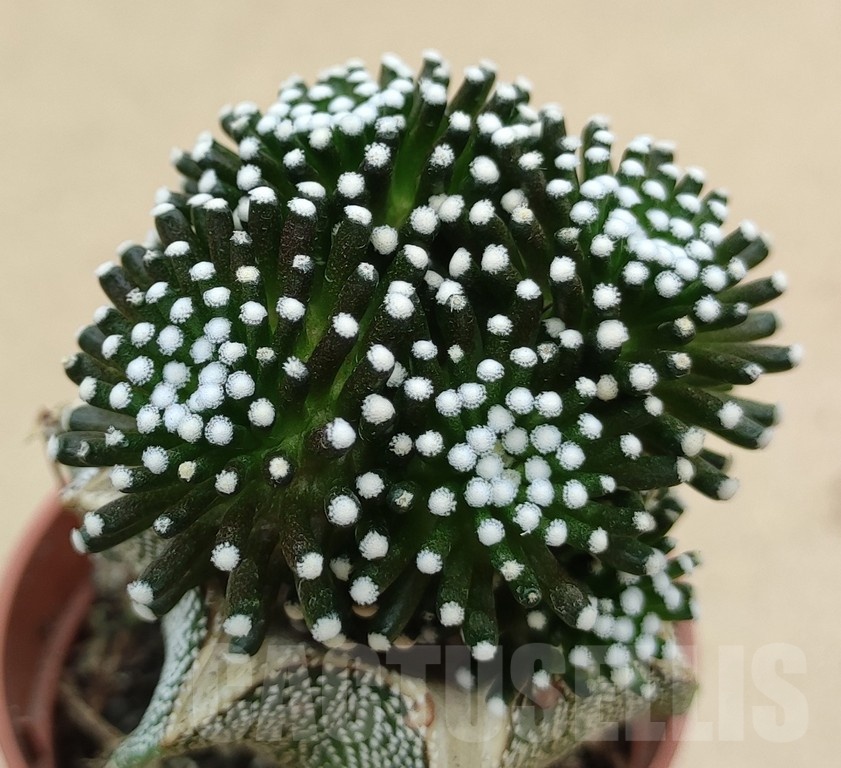 SH19034 Mammillaria luethyi, grafted