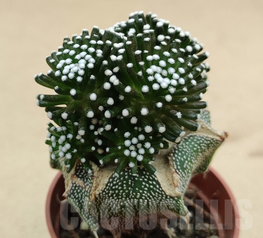 SH19034 Mammillaria luethyi, grafted - Image 2