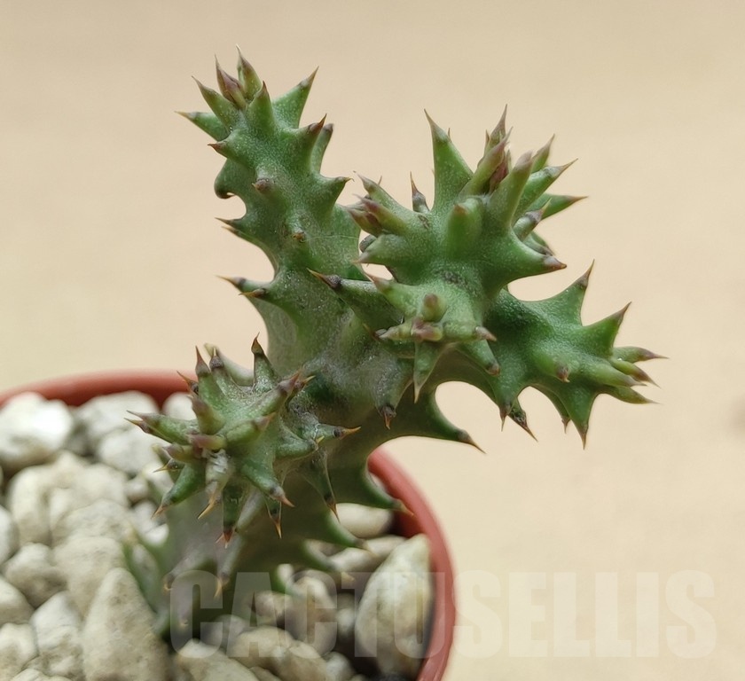 SH19035 Edithcolea grandis, seedling - Image 2