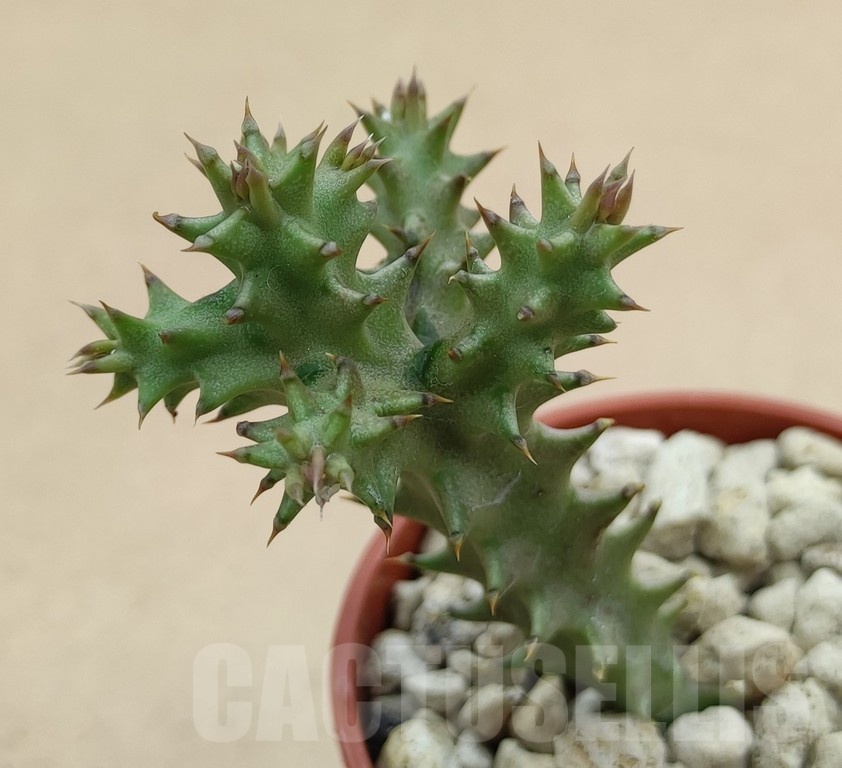 SH19035 Edithcolea grandis, seedling