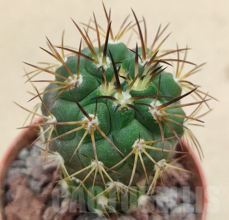 SH18988 Copiapoa schulziana SI-12-24, grafted