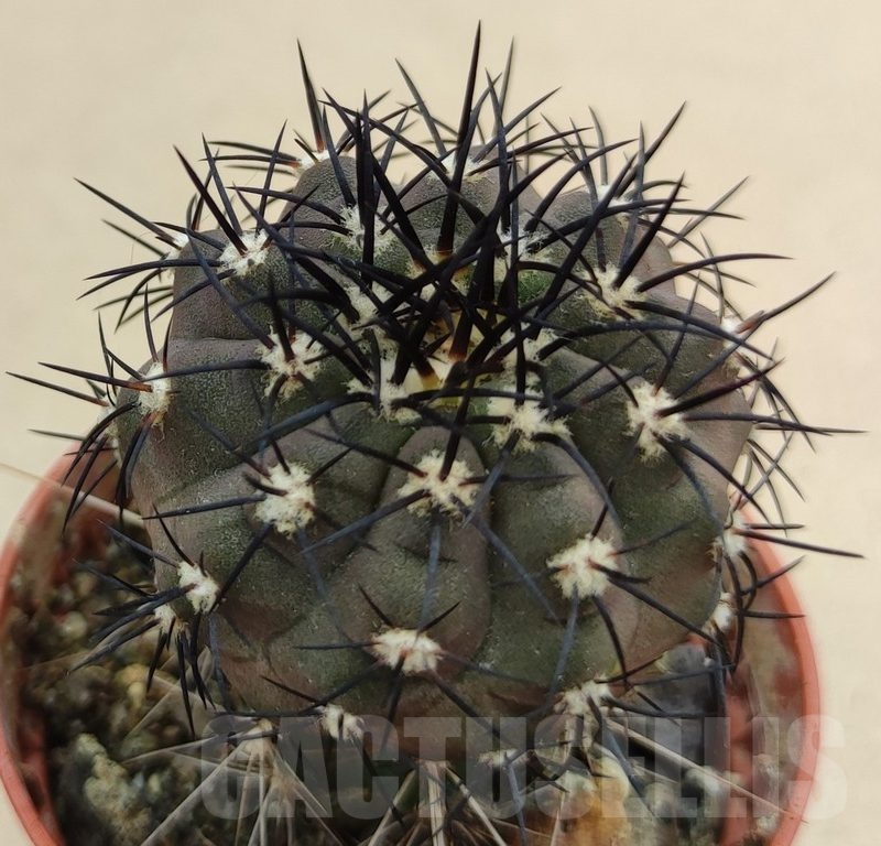 SH18989 Copiapoa calderana SI-19-24, grafted