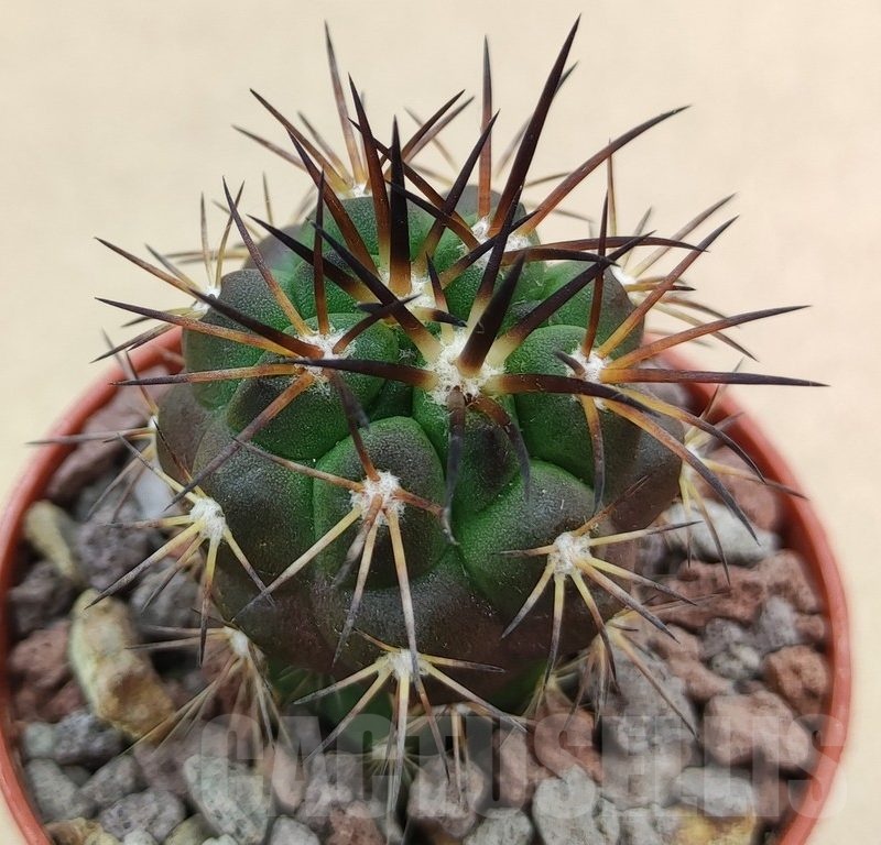 SH18992 Copiapoa alticostata SI-50-24, grafted
