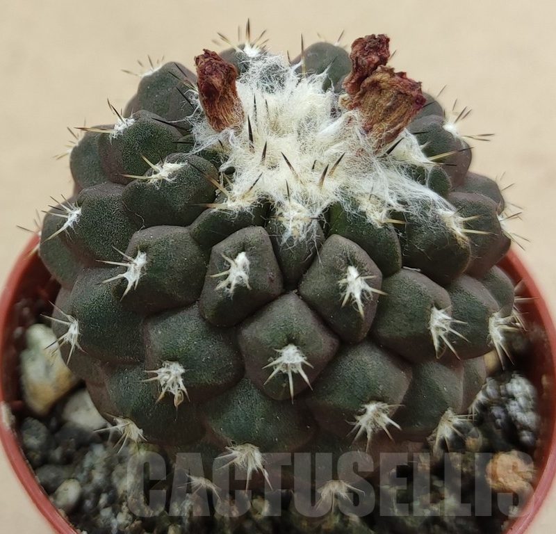 SH18984 Copiapoa leonensis HR1061, grafted