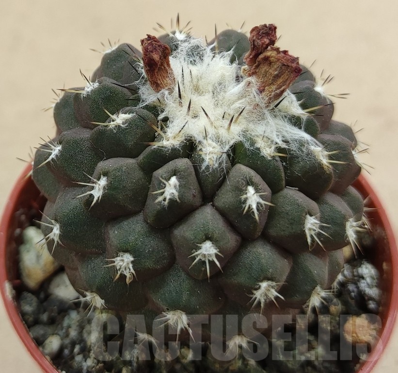 SH18984 Copiapoa leonensis HR1061, grafted