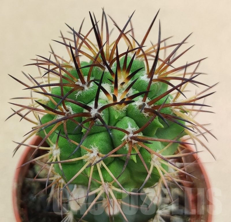 SH18993 Copiapoa vallenarensis SI-61-24, grafted