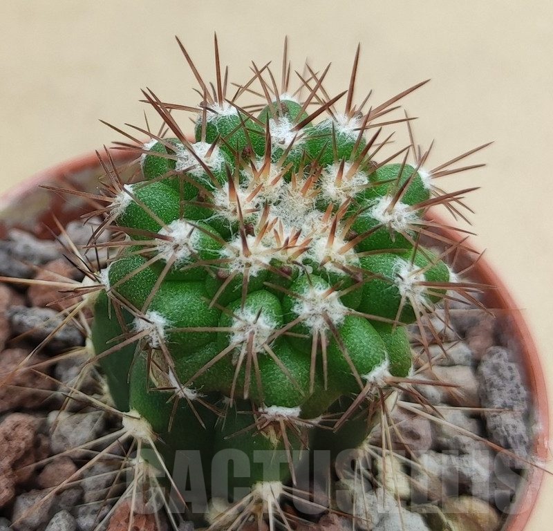 SH18995 Copiapoa cinerascens GM2211, grafted