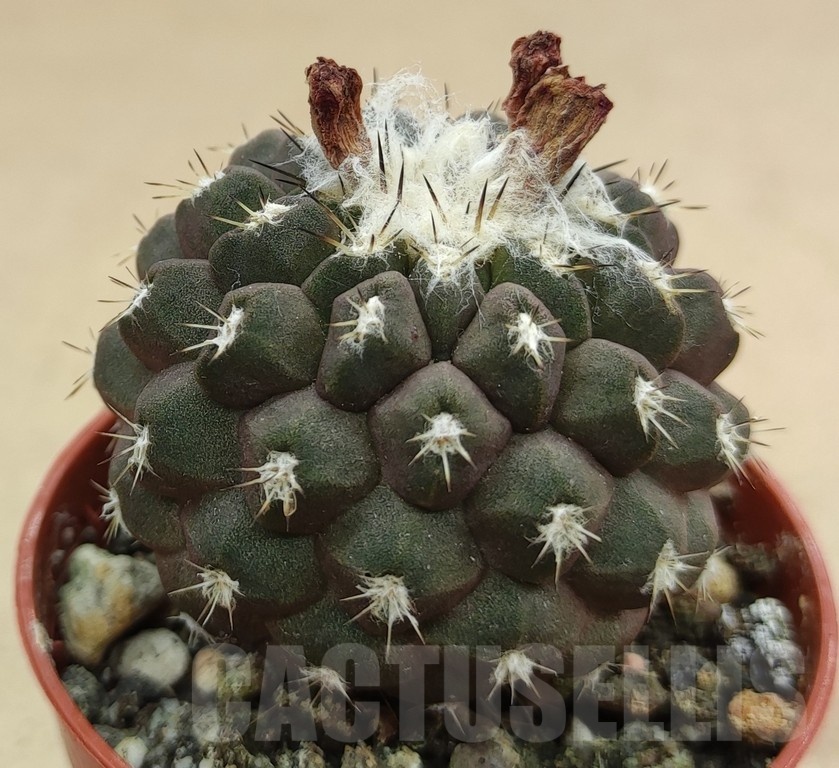 SH18984 Copiapoa leonensis HR1061, grafted - Image 2