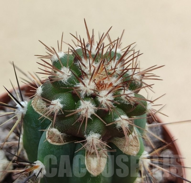 SH18996 Copiapoa cinerascens GM2211, grafted