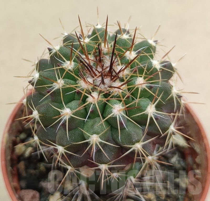 SH18997 Copiapoa gigantea SI-41c-24, grafted