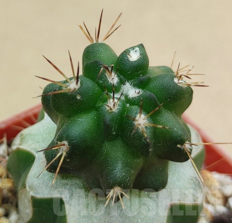 SH18998 Copiapoa sp., grafted