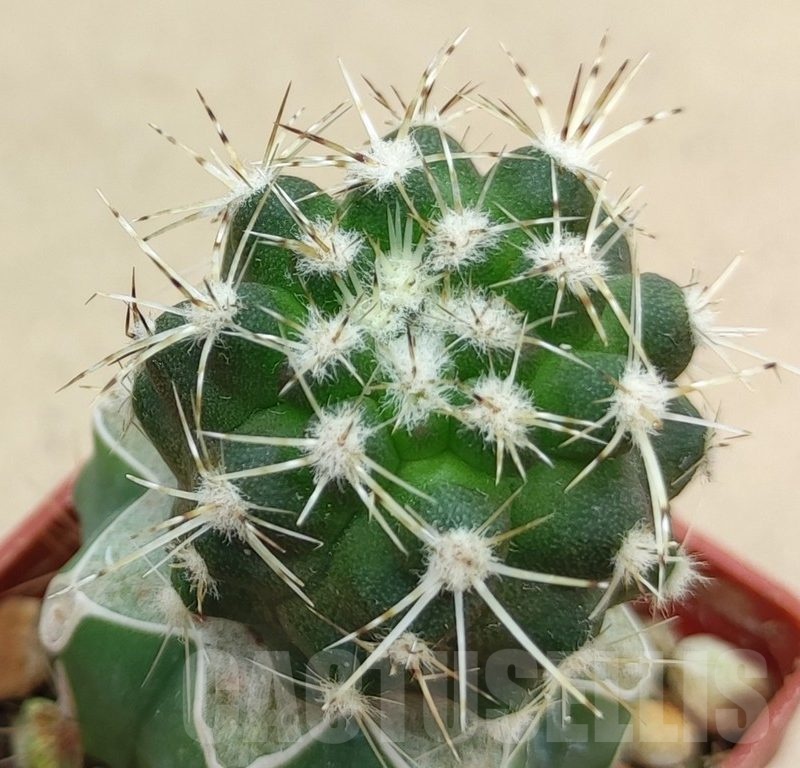 SH18999 Copiapoa cinerascens PHA2459, grafted
