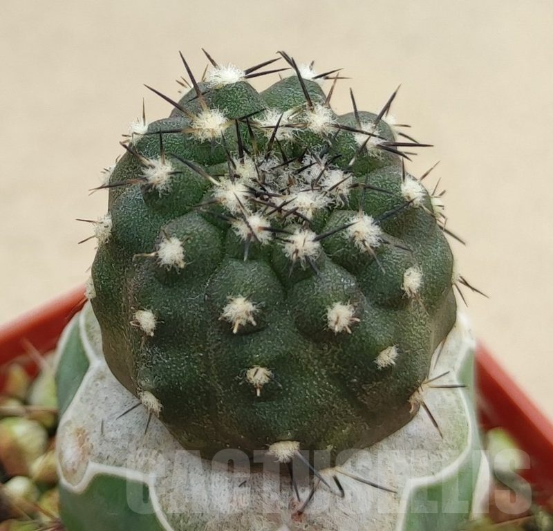 SH19000 Copiapoa calderana PHA2434, grafted