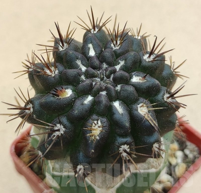 SH19001 Pyrrhocactus sp. PL129, grafted