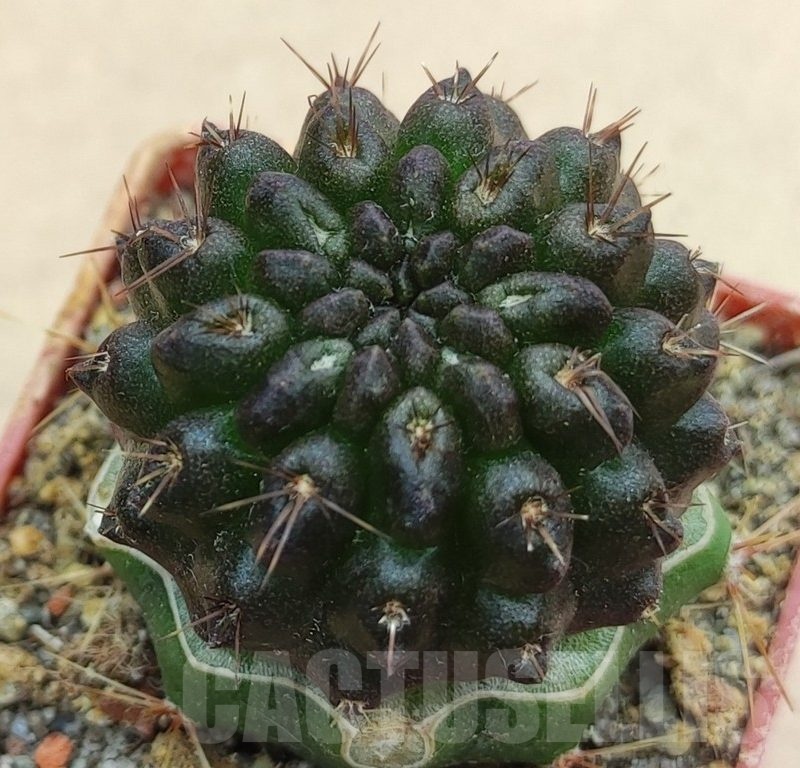 SH19002 Pyrrhocactus sp. PL129, grafted