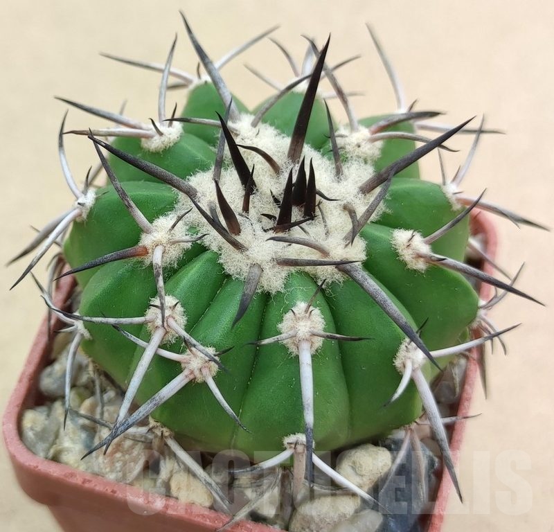 SH19003 Discocactus aff. alteolens MH 587, own roots