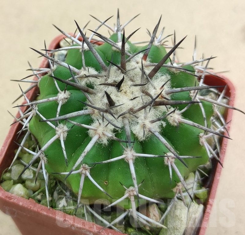 SH19004 Discocactus alteolens MH 587, own roots