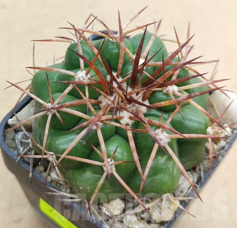 SH19005 Discocactus cangaensis MH886, own roots