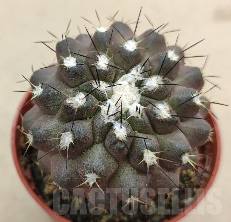 SH18985 Copiapoa leonensis HR1061, grafted