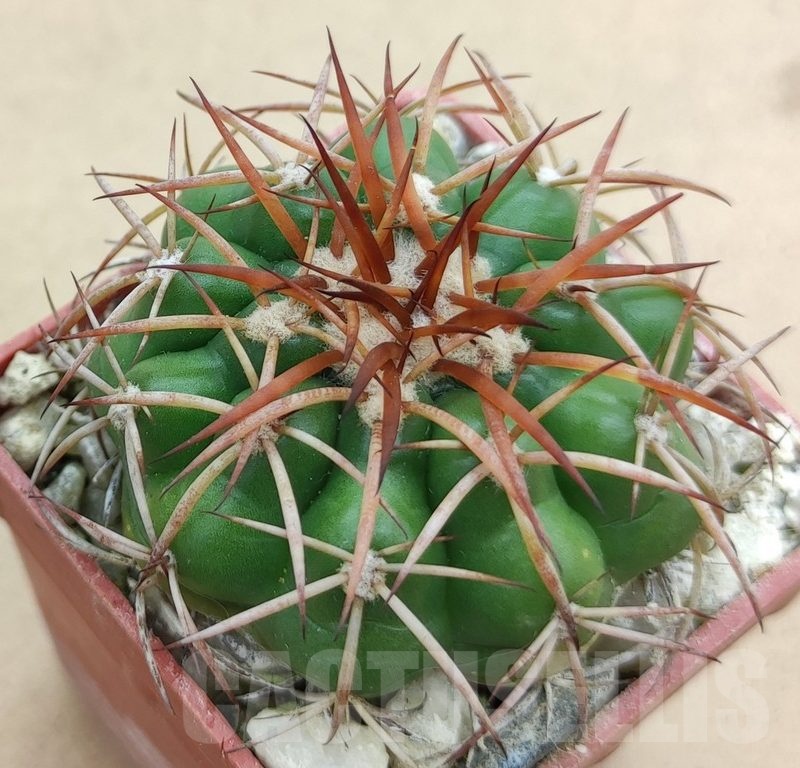 SH19006 Discocactus cangaensis MH886, own roots