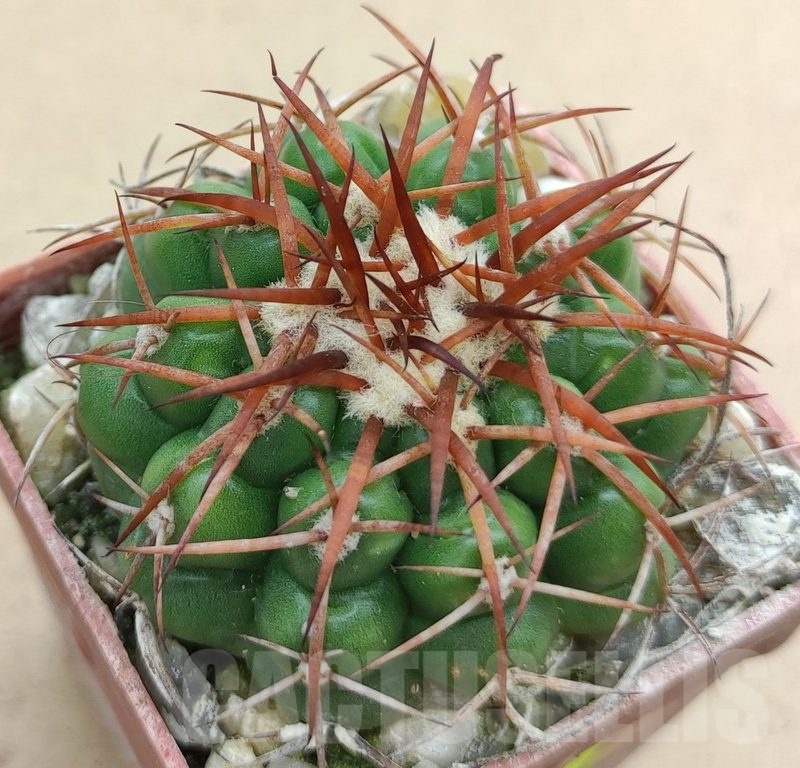 SH19007 Discocactus cangaensis MH886, own roots