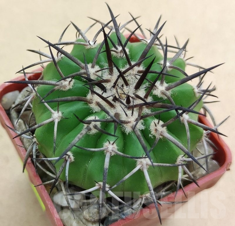 SH19008 Discocactus sp. Innai MH587, own roots