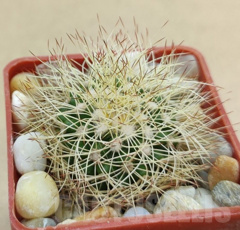 SH19010 Discocactus horstiorum MH 738, own roots