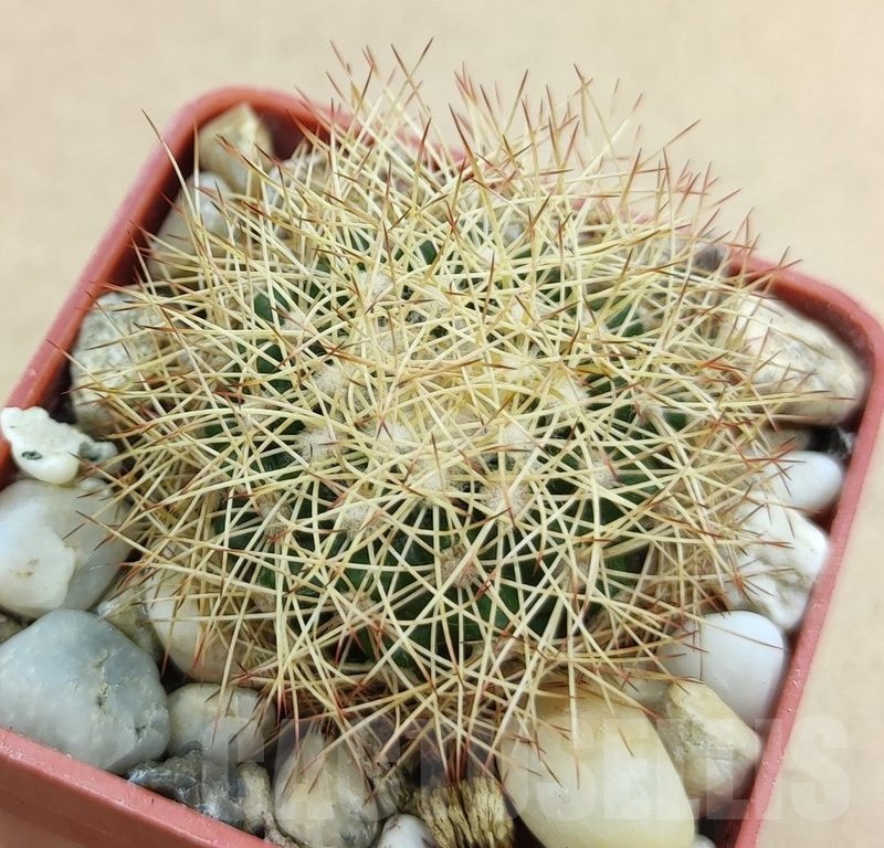 SH19011 Discocactus horstiorum MH 738, own roots