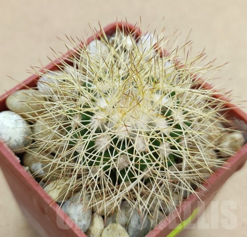 SH19012 Discocactus horstiorum MH 738, own roots
