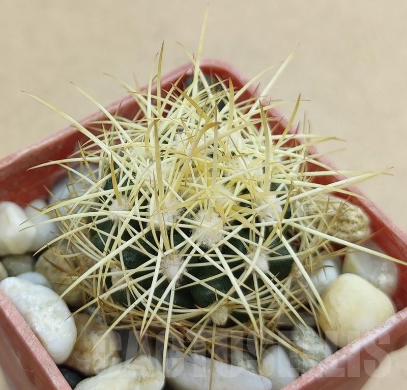 SH19013 Discocactus zehntneri MH 835a, own roots