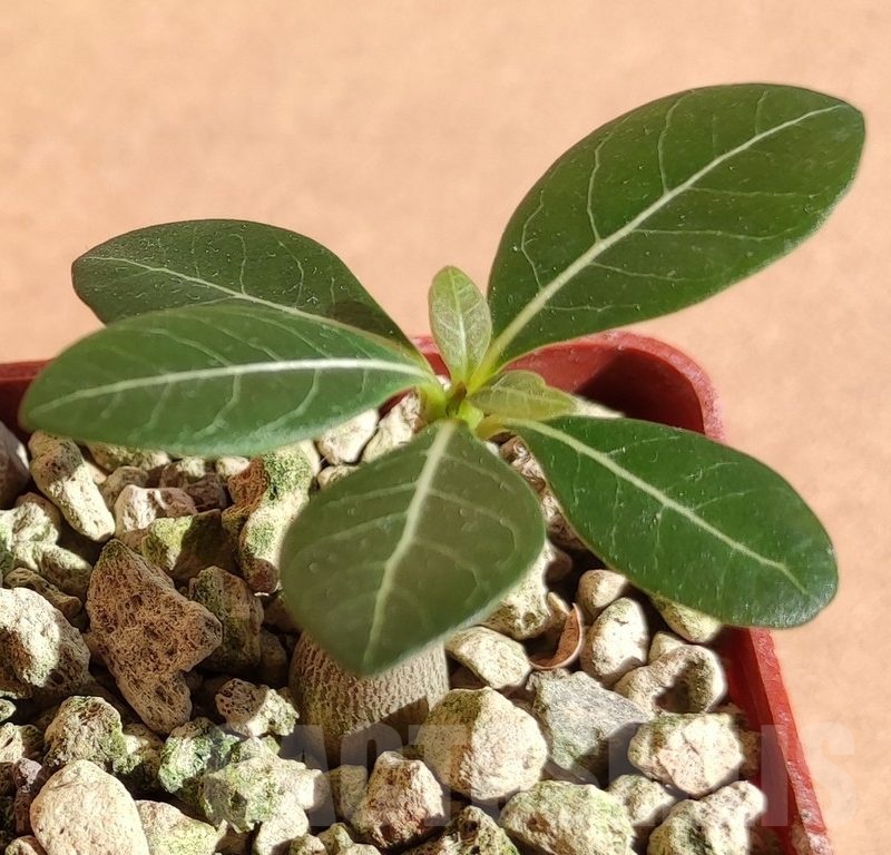 SH19059 Adenium socotranum