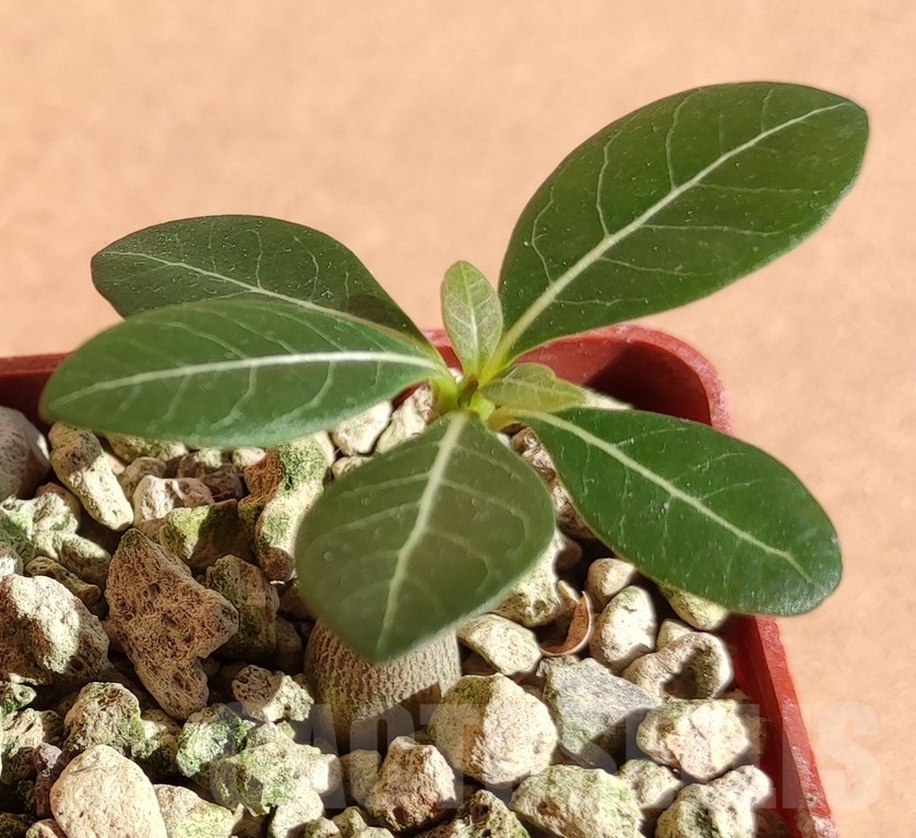 SH19059 Adenium socotranum
