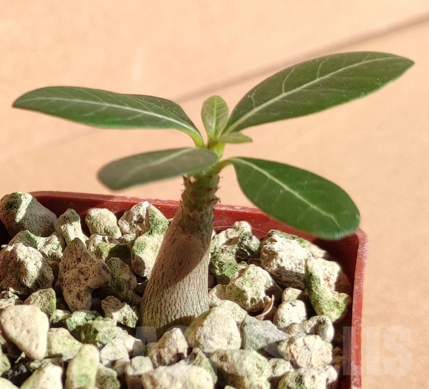 SH19059 Adenium socotranum - Image 2