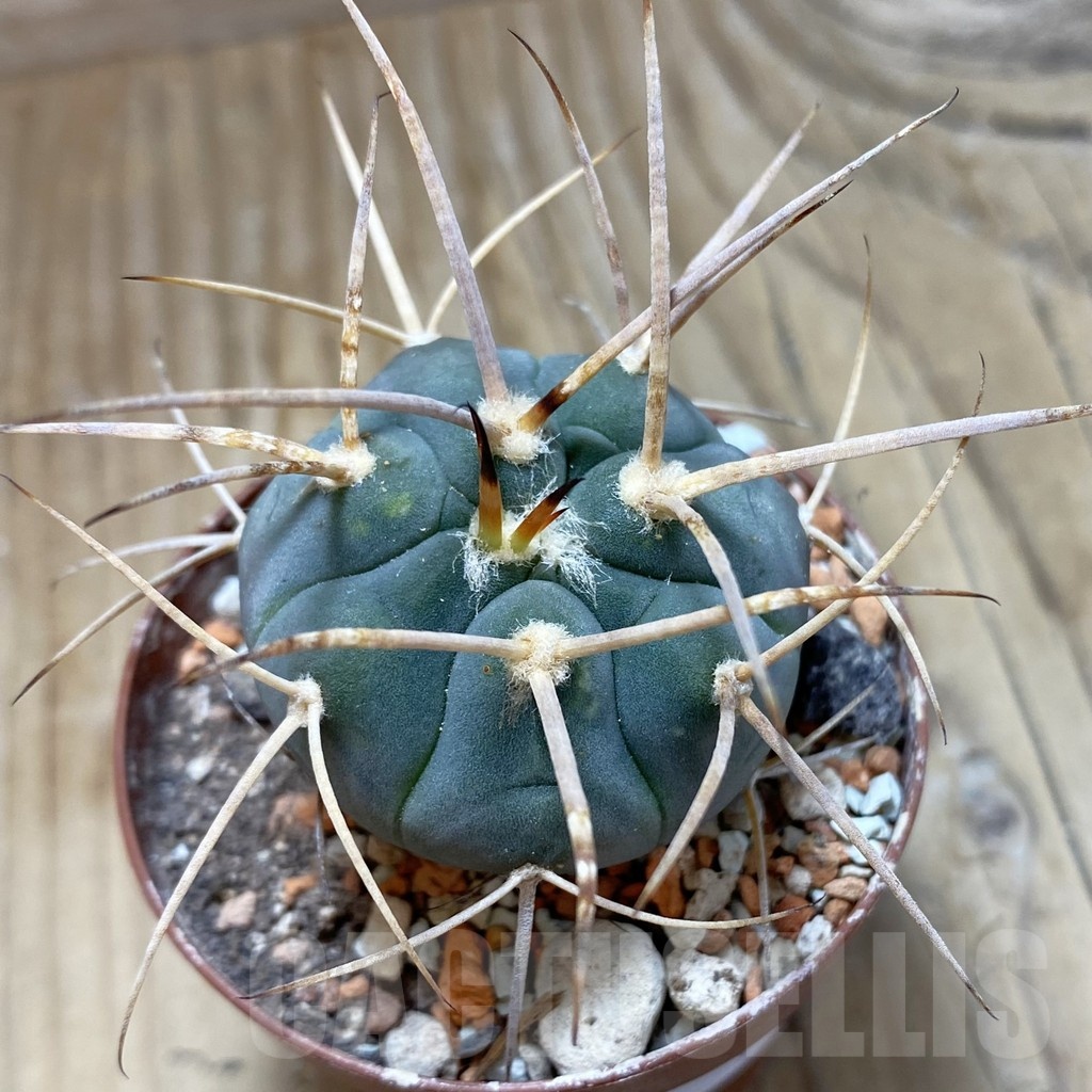 SH18257 Gymnocalycium armatum